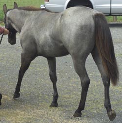 2002 Blue Roan Foal