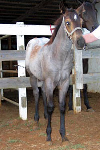 2003 Blue Roan Foal