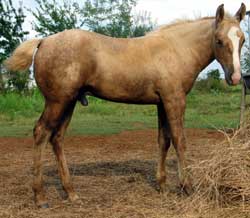 2005 Palomino Foal