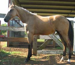 2006 Foal